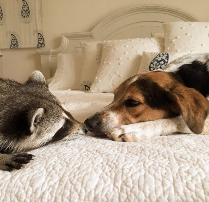Bonita amistad entre un mapache y un perro 10
