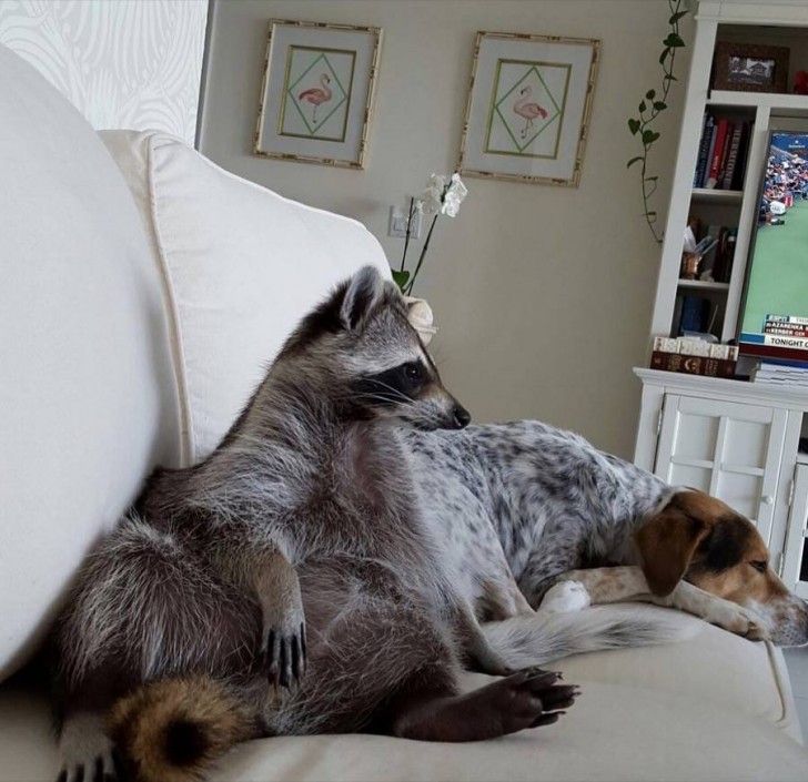 Bonita amistad entre un mapache y un perro 2