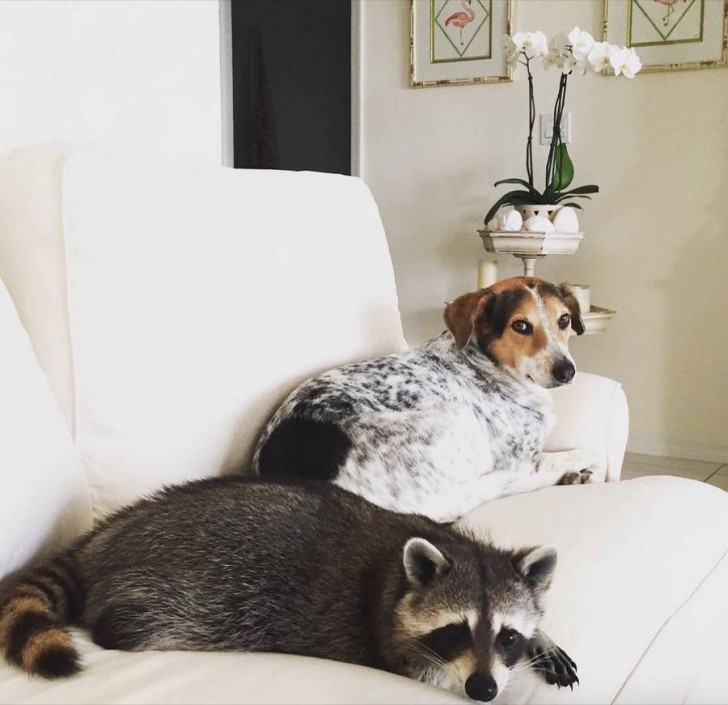 Bonita amistad entre un mapache y un perro 3