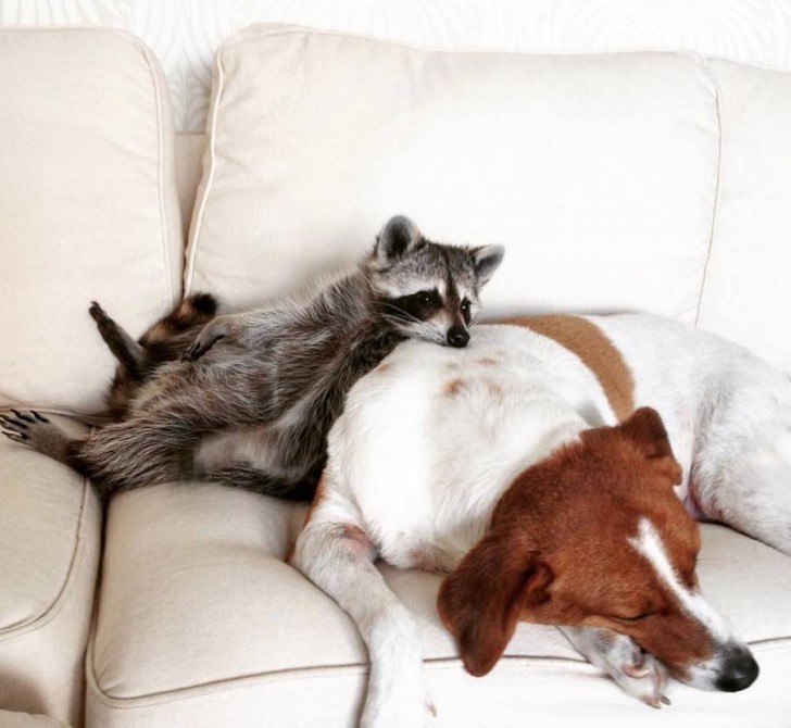Bonita amistad entre un mapache y un perro 4
