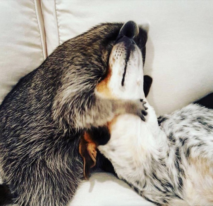 Bonita amistad entre un mapache y un perro 5