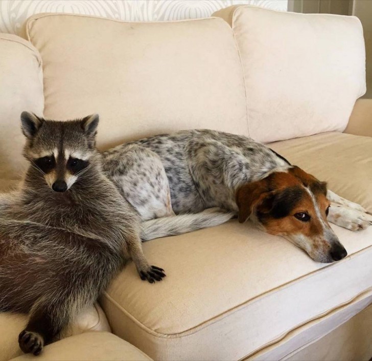 Bonita amistad entre un mapache y un perro 6