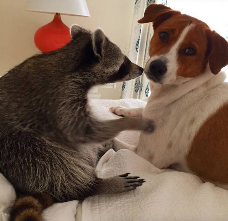 Bonita amistad entre un mapache y un perro 7