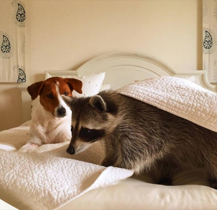 Bonita amistad entre un mapache y un perro 8