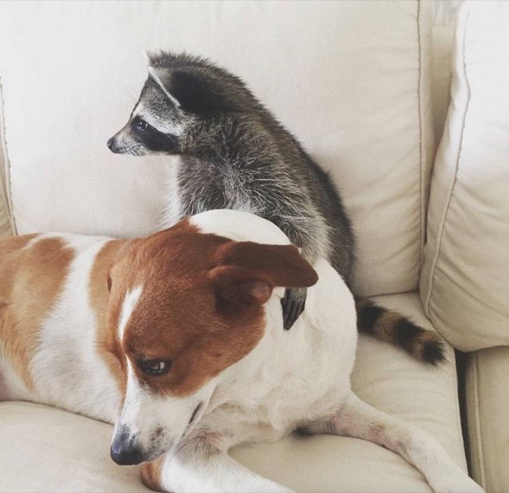 Bonita amistad entre un mapache y un perro 9