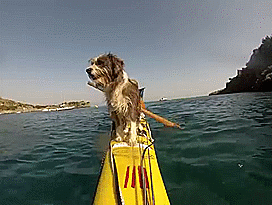 Como hacer 5.000 km de kayak con tu perro (2)