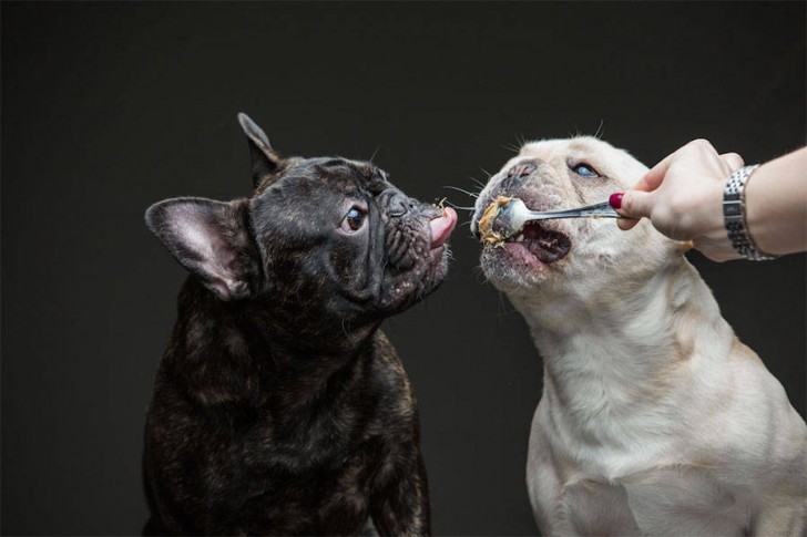 Divertidas fotos de perros comiendo manteca (1)