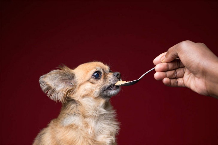 Divertidas fotos de perros comiendo manteca (10)