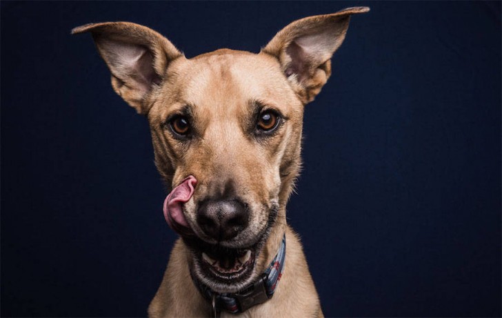 Divertidas fotos de perros comiendo manteca (15)