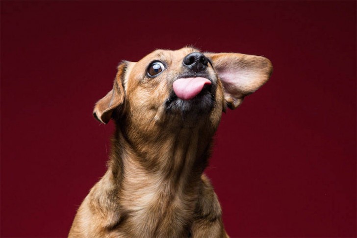 Divertidas fotos de perros comiendo manteca (6)