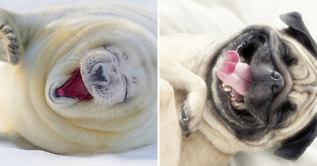 Fotos que muestran que las focas son como los perros del mar (14)
