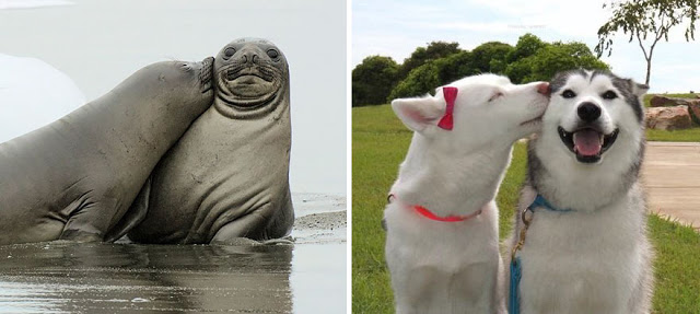 Fotos que muestran que las focas son como los perros del mar (19)