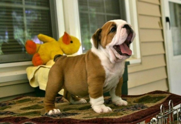 Cachorros de perros muy fotogénicos - Perros Amigos