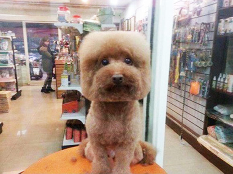 Peinado de moda para perros en Taiwan (1)