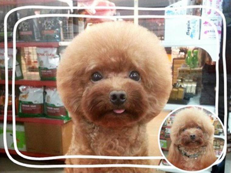 Peinado de moda para perros en Taiwan (2)