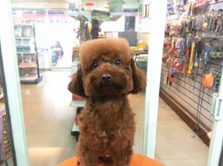 Peinado de moda para perros en Taiwan (3)