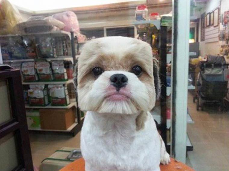Peinado de moda para perros en Taiwan (4)