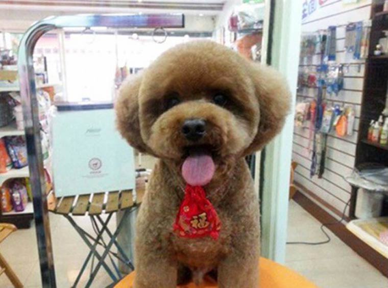 Peinado de moda para perros en Taiwan (6)