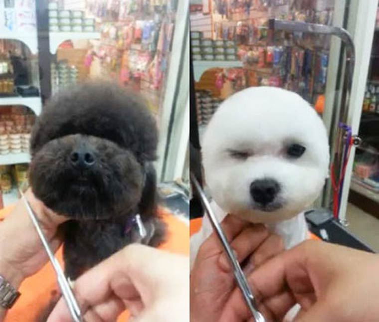 Peinado de moda para perros en Taiwan (7)