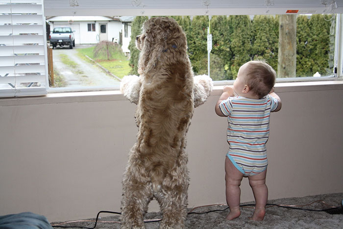 Perros cuidando de bebes (35)