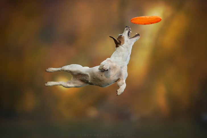 Perros pueden volar (11)