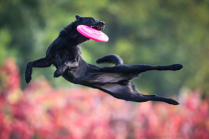 Perros pueden volar (3)