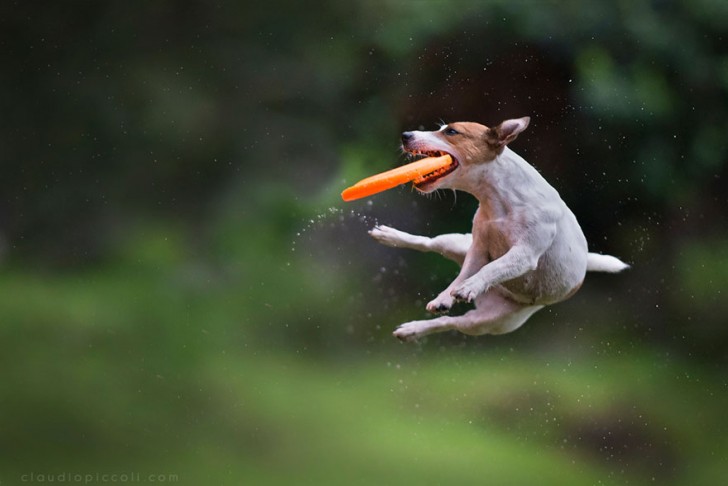 Perros pueden volar (4)