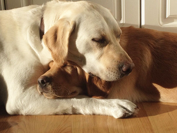 Perros que son amigos inseparables (27)