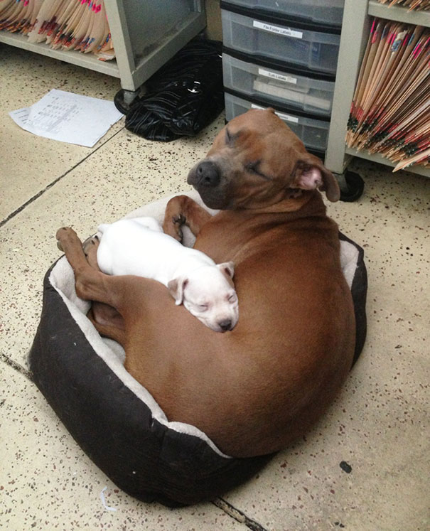 Perros que son amigos inseparables (29)