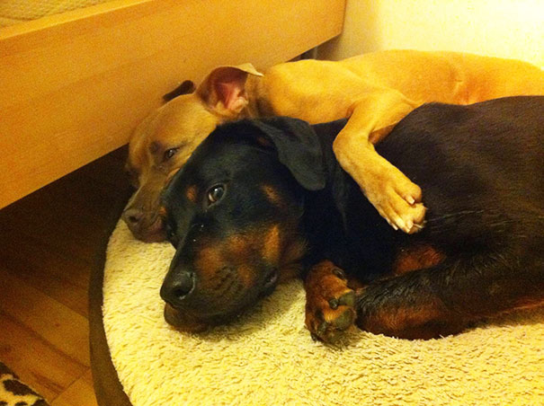 Perros que son amigos inseparables (37)