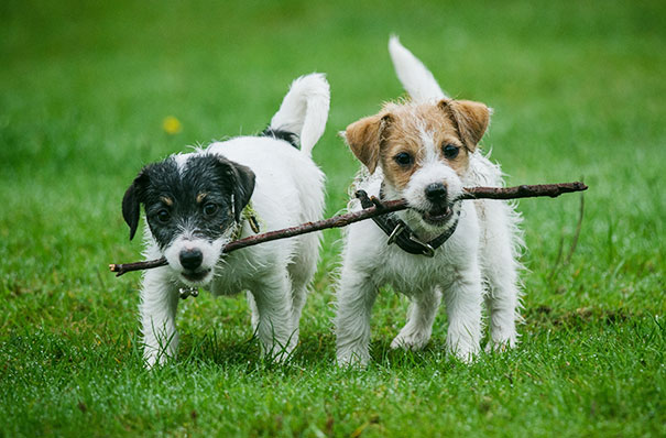 Perros que son amigos inseparables (39)