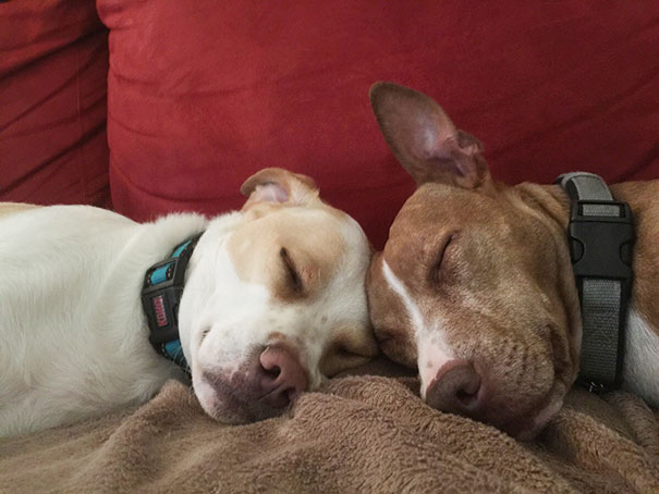 Perros que son amigos inseparables (40)