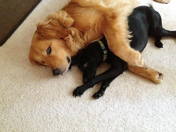 Perros que son amigos inseparables (41)
