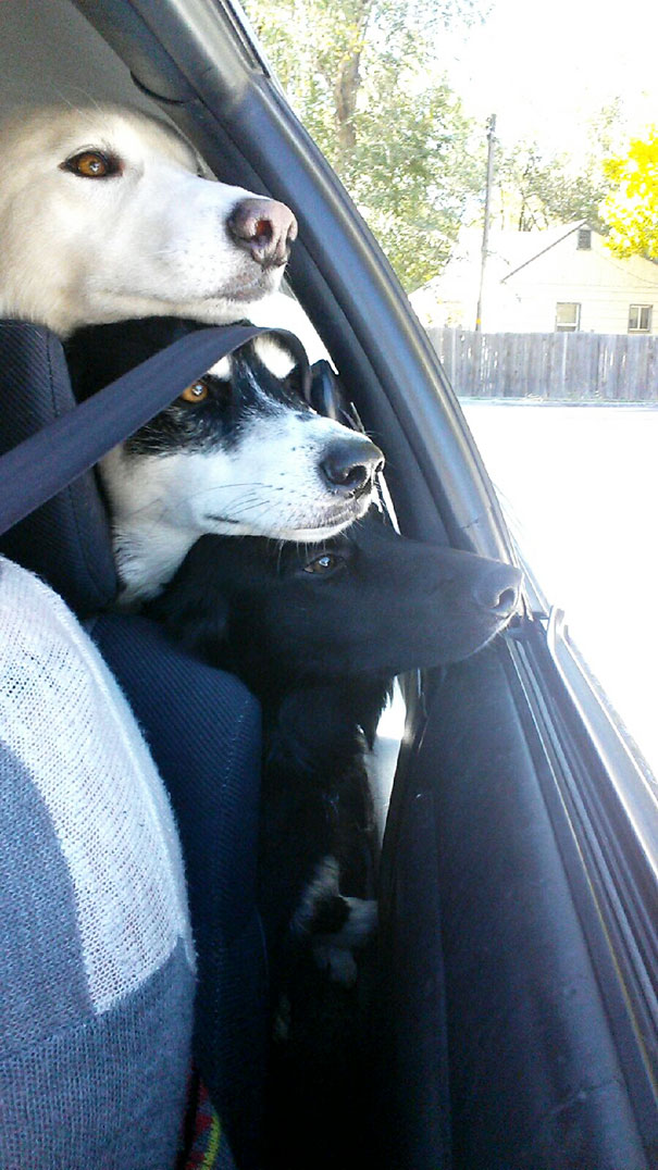 Perros que son amigos inseparables (8)